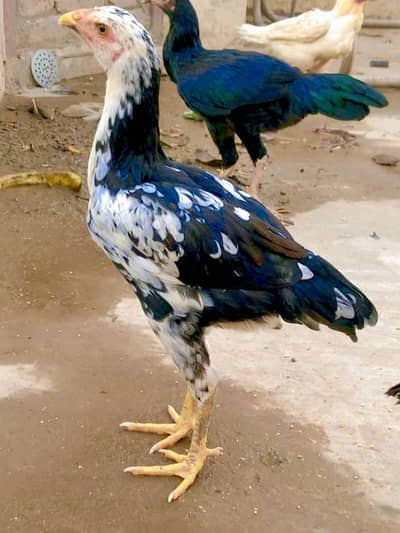 Females available 03078291648
