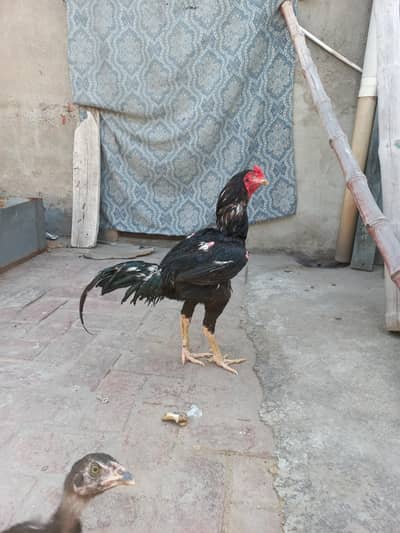 thai cross aseel murgha for sale
