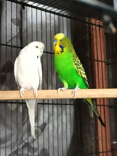 KING/UNDER SIZE Budgies, Java & Finches