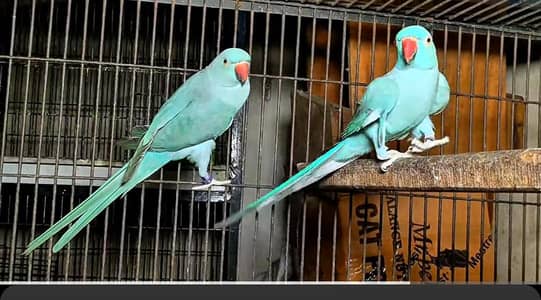 for sale top quality ka blue ring Nayika pair