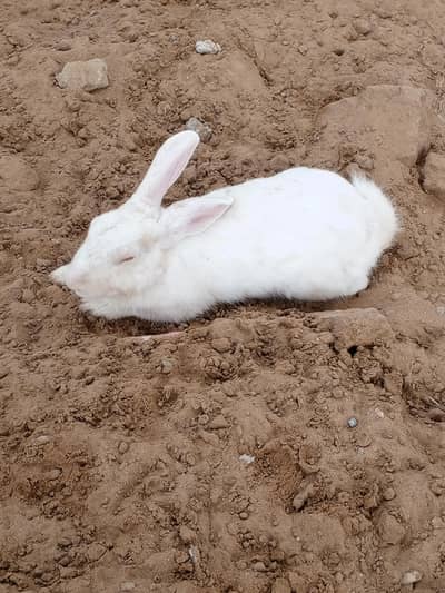 Breeding Male Rabbits Available
