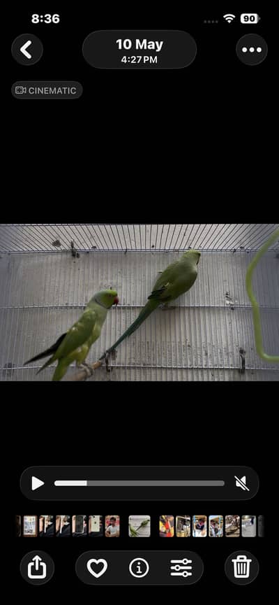 Green ringneck adult pair