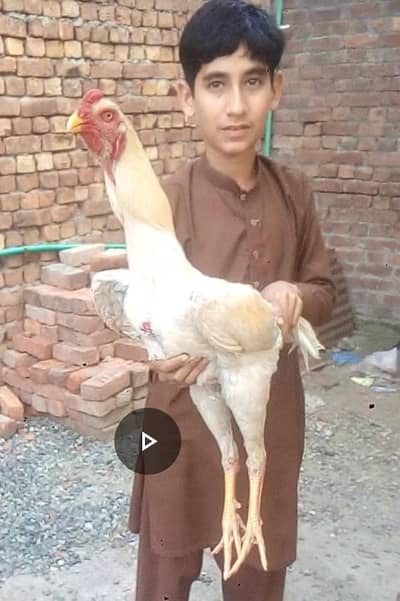 shampoo femail. 19000  & barmi femail  10000   watsap03271995785