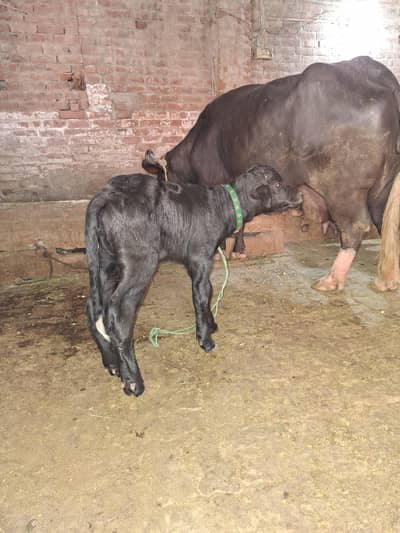 bufflo for sale