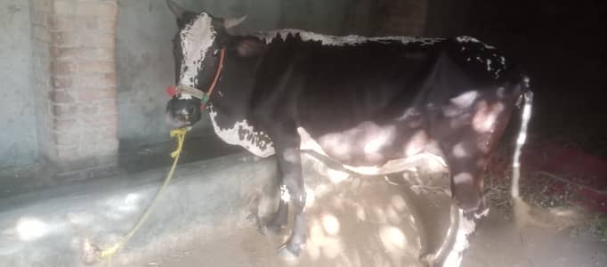 cow for sell