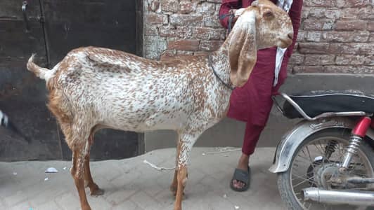 Makhi chini Goat