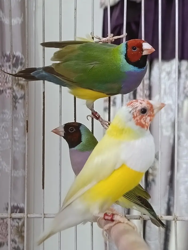 Gouldians Ready To Breed For Season 2027 — photo 3