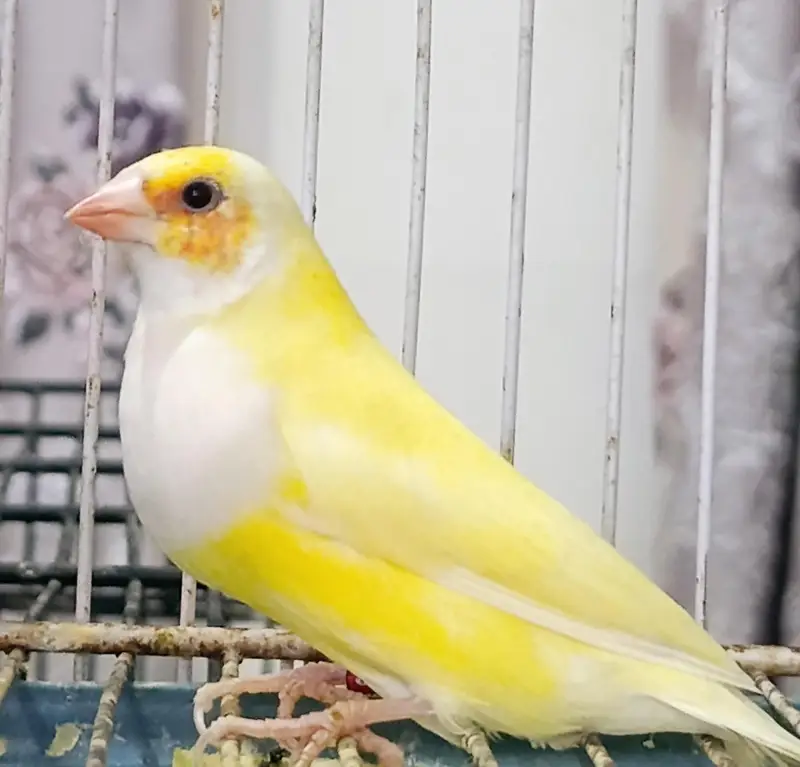 Gouldians Ready To Breed For Season 2027 — photo 4