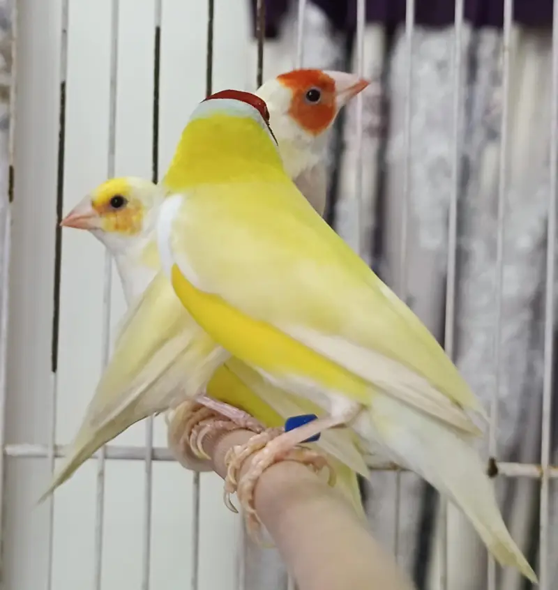 Gouldians Ready To Breed For Season 2027 — photo 6