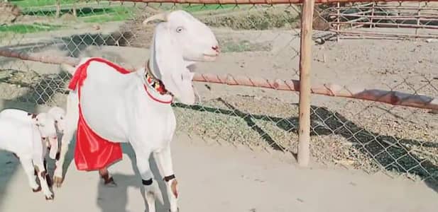 bacchon wale bakri for sale 03033477978