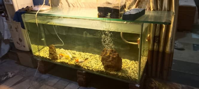 fish with aquarium for sale