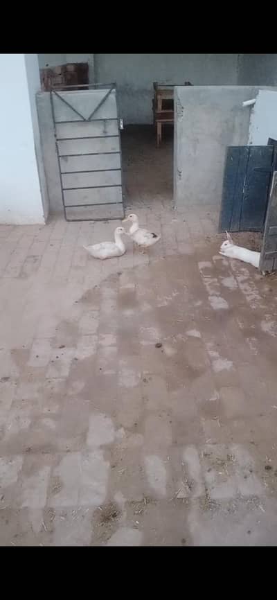 Rabbit and Ducks