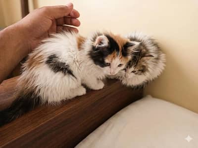 Beautiful Calico & Tabby kittens available