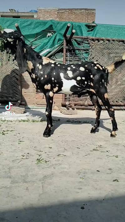Shaira print male age 5.5 mah