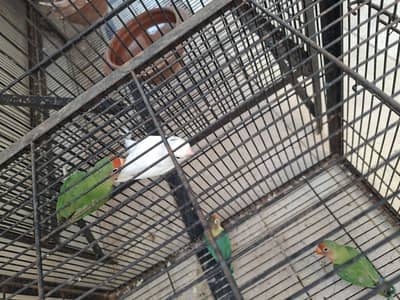 Cage + 7 Lovebirds Mixed