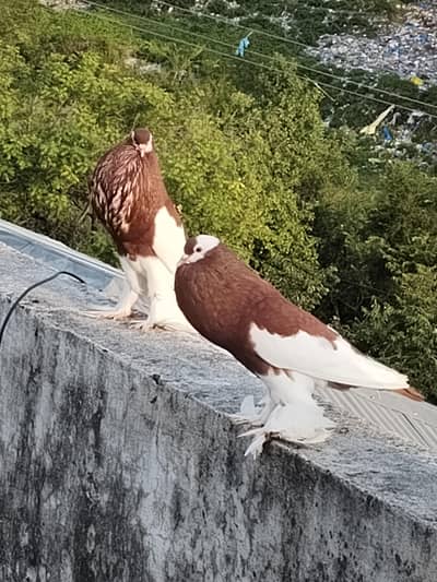 magpie