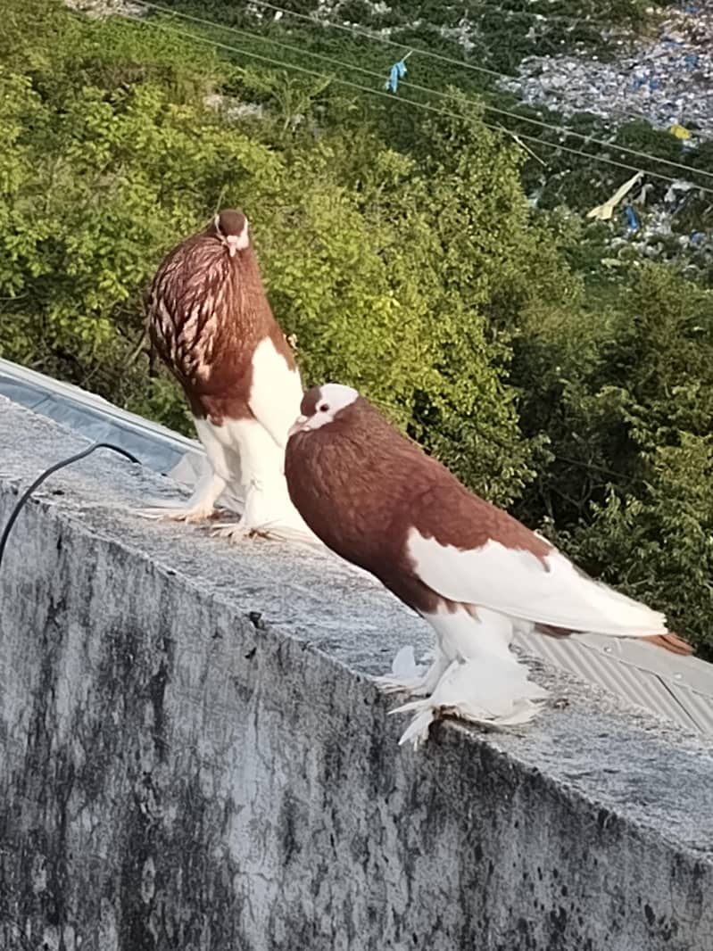 magpie 0