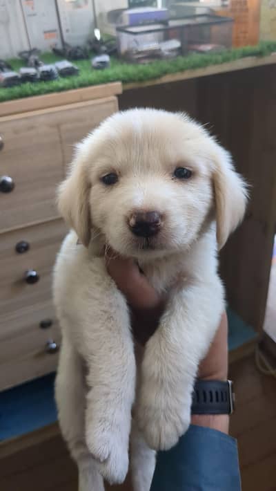 Labrador puppy