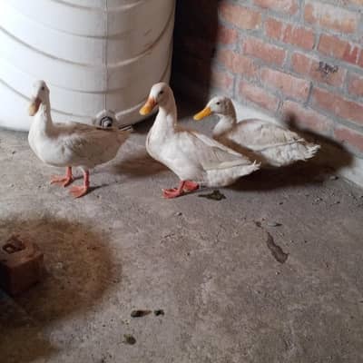 Ducks