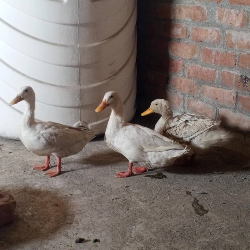 Ducks 1