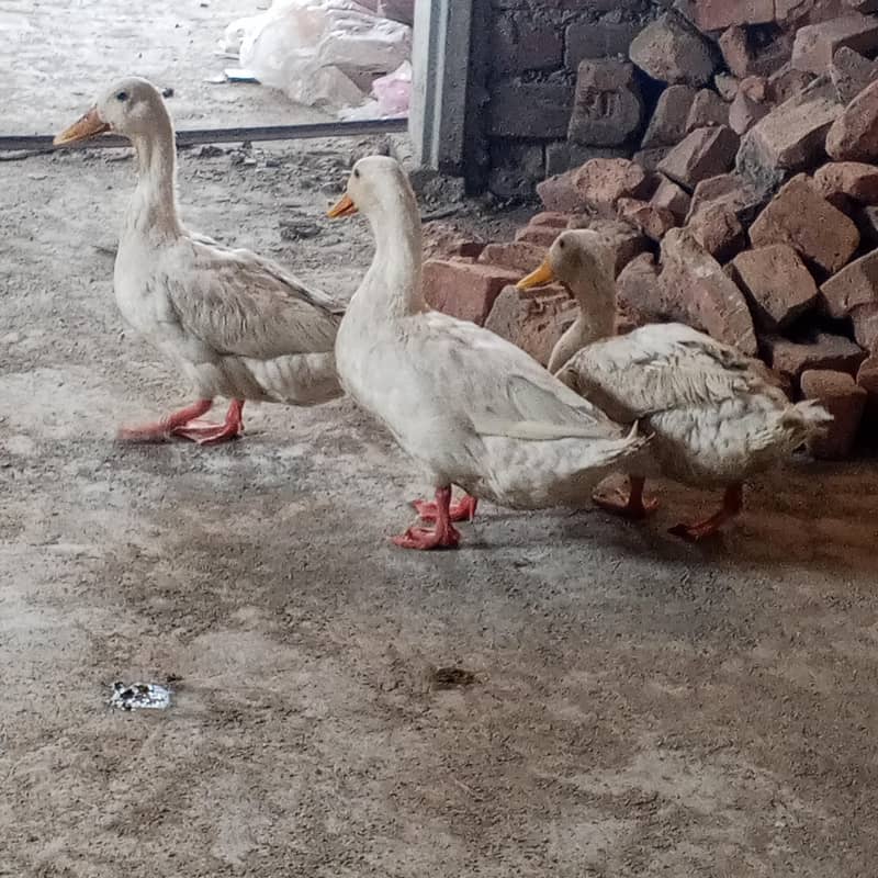 Ducks 2