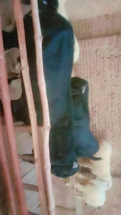 bakra rate 400000