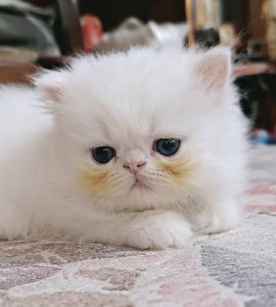 peke face female kitten . 03078894959