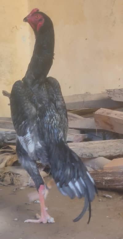 German Blue O Shomo King Size