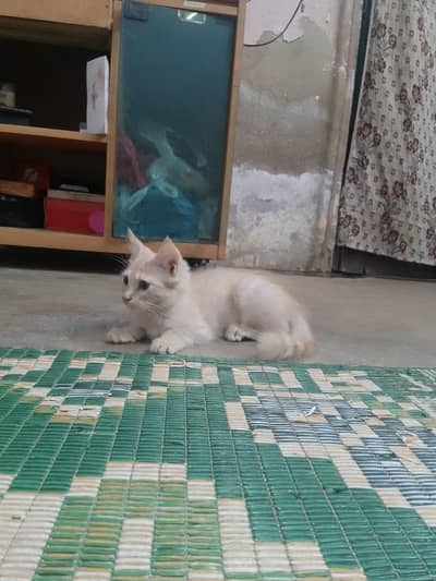 cat kitty very nice sale me