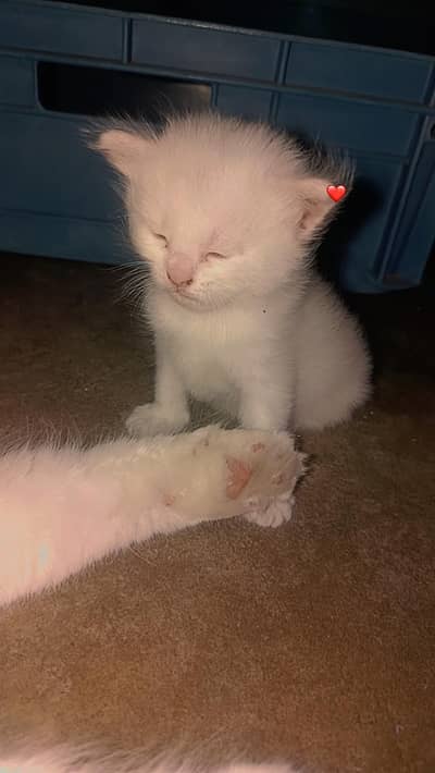 persion cats for sale