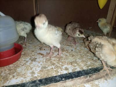 turkey chicks available for sale mix colour