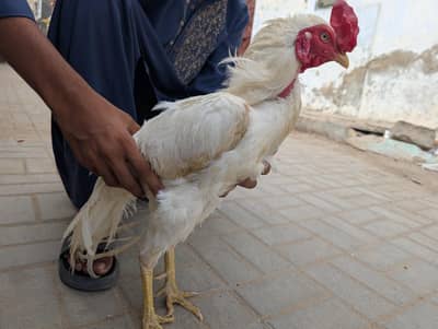 Heera cross  pair healthy
