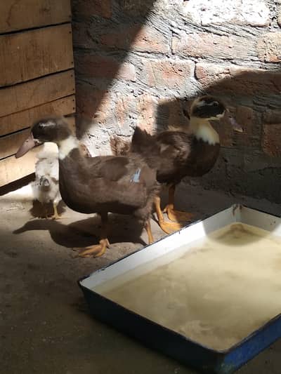 Ducks