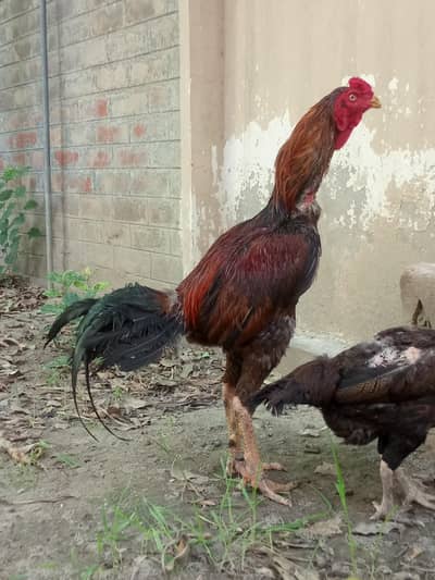aseel murga for sale ek aadat