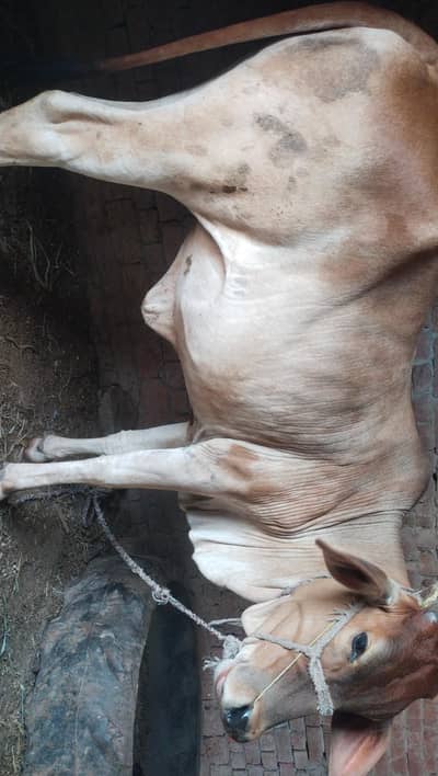 First Cow Bachri For Sale