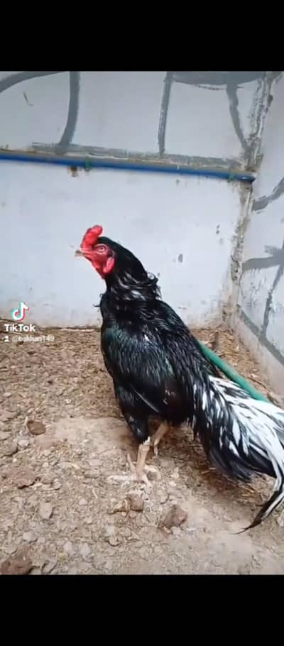 2 aseel murga for sale Whatsapp number 03175504062