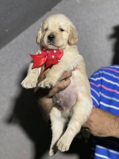 Golden Retriever Microchipped Pedigree Puppy
