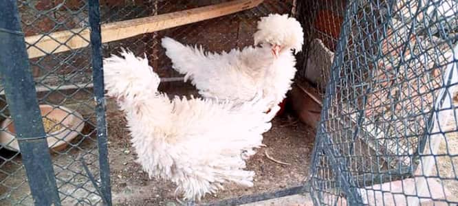 White Frizzle Polish Breeder 2 Females