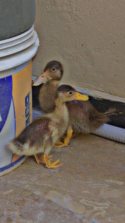 Pair Desi ducklings , looking for a new home 