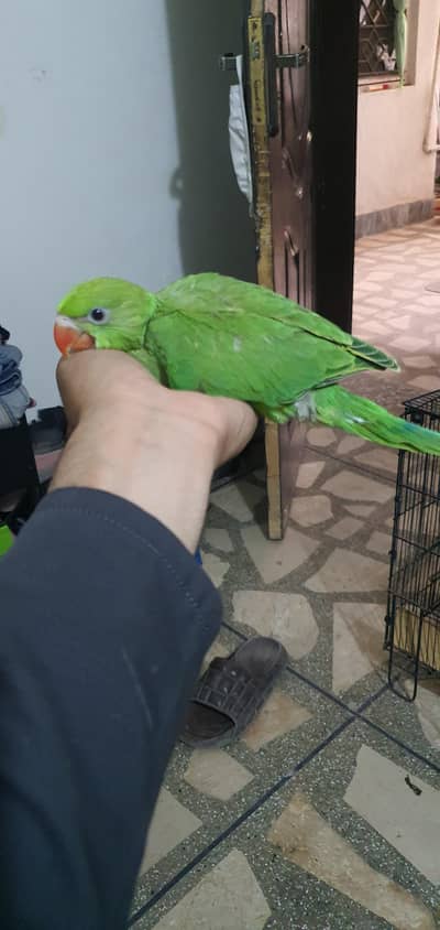 Green rungneck and blue chicks
