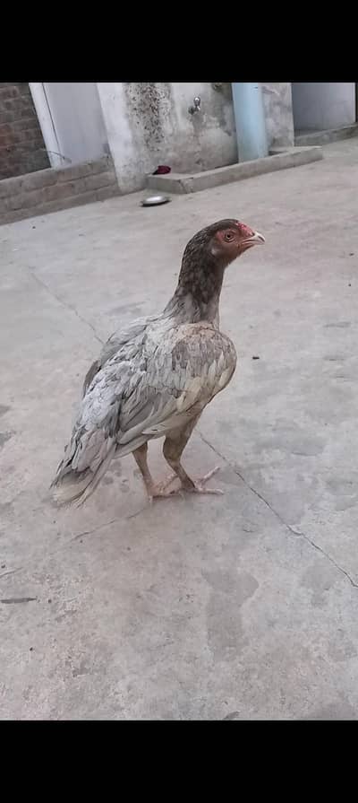 aseel murgi location Lahore green town