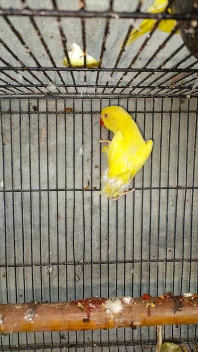 parrot