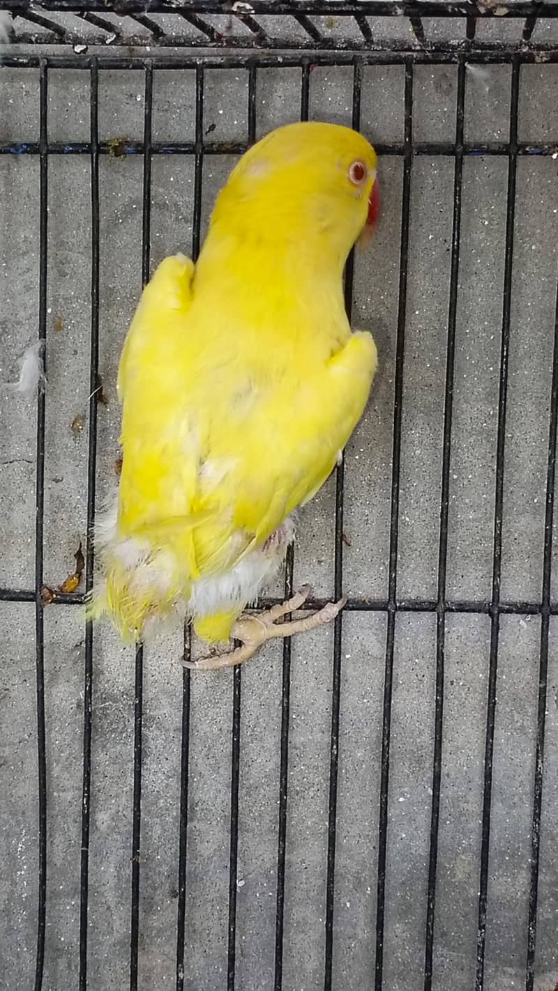 parrot 1