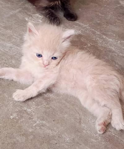 Pure Persian
