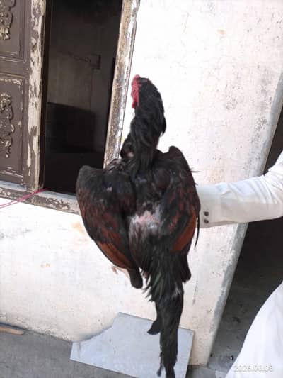 Aseel mianwali lakha patha