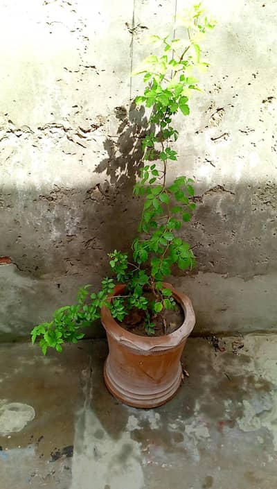 Healthy Tecoma Stans in Clay Pot