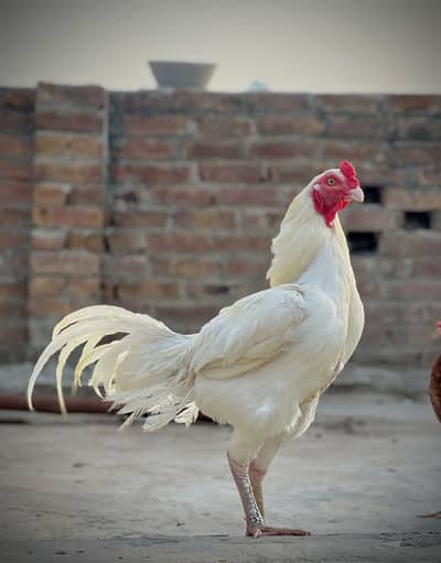 White Aseel Murga