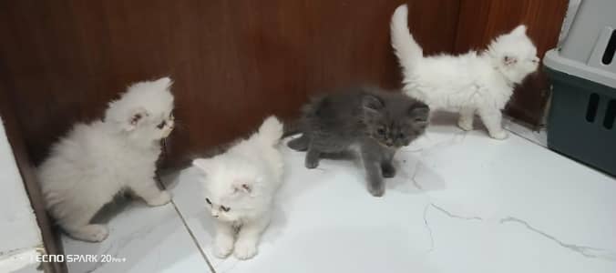 persian kittens
