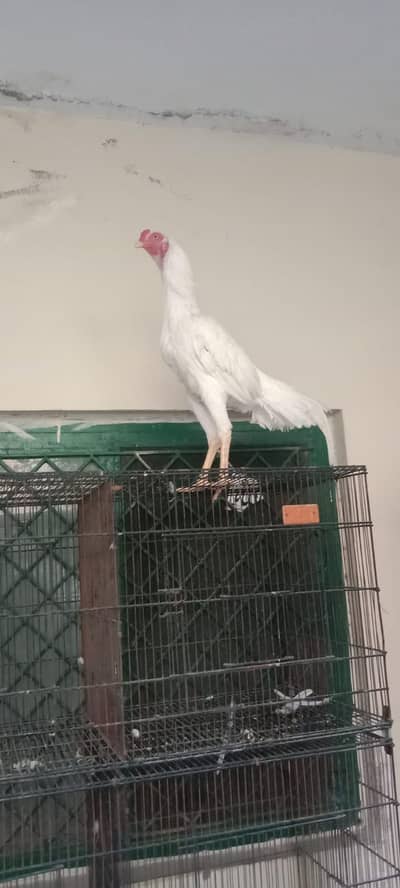 Home breed jis bhi na lena a fix price location Rawalpindi shamsabad