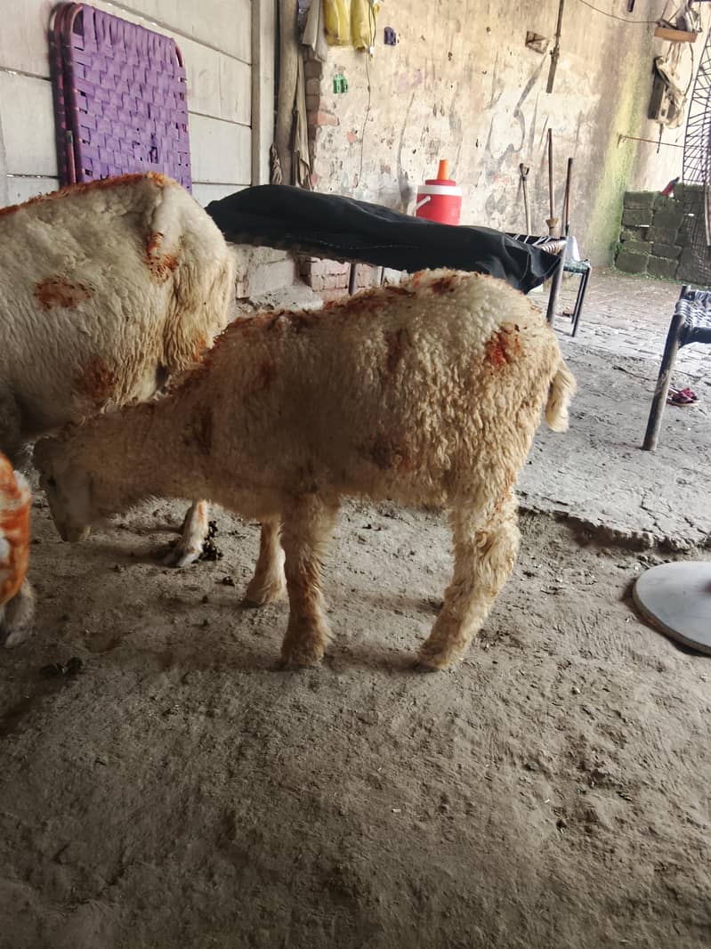 کجلی کراس گبن بھیڑ سات چار منتھ کی فیمیل 0